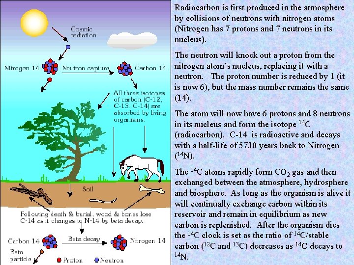 Radiocarbon is first produced in the atmosphere by collisions of neutrons with nitrogen atoms Radiocarbon is first produced in the atmosphere by collisions of neutrons with nitrogen atoms
