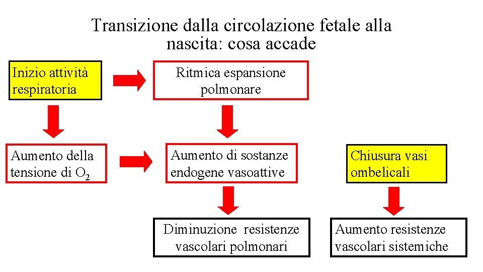 Transizione dalla circolazione fetale alla nascita: cosa accade Inizio attività respiratoria Ritmica espansione polmonare