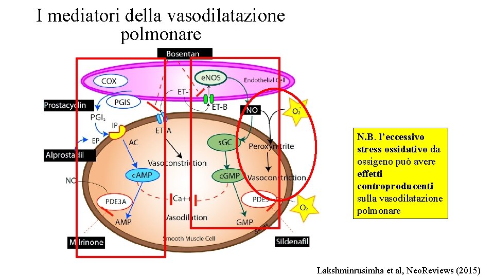 I mediatori della vasodilatazione polmonare N. B. l’eccessivo stress ossidativo da ossigeno può avere