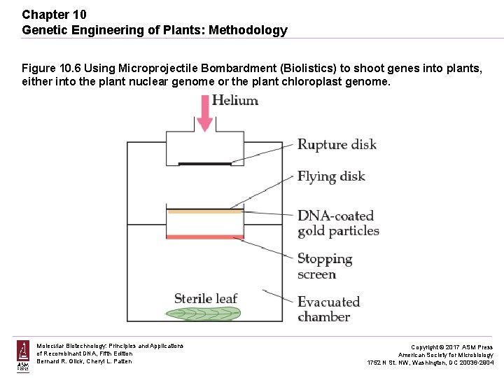 Chapter 10 Genetic Engineering of Plants: Methodology Figure 10. 6 Using Microprojectile Bombardment (Biolistics)