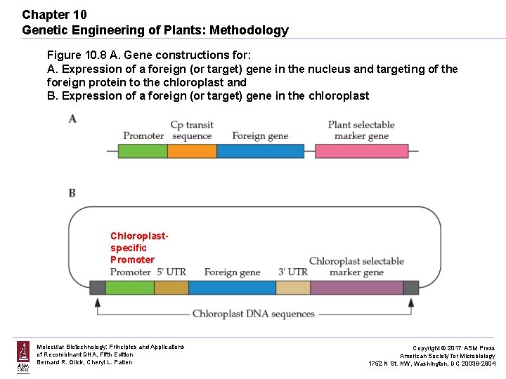 Chapter 10 Genetic Engineering of Plants: Methodology Figure 10. 8 A. Gene constructions for: