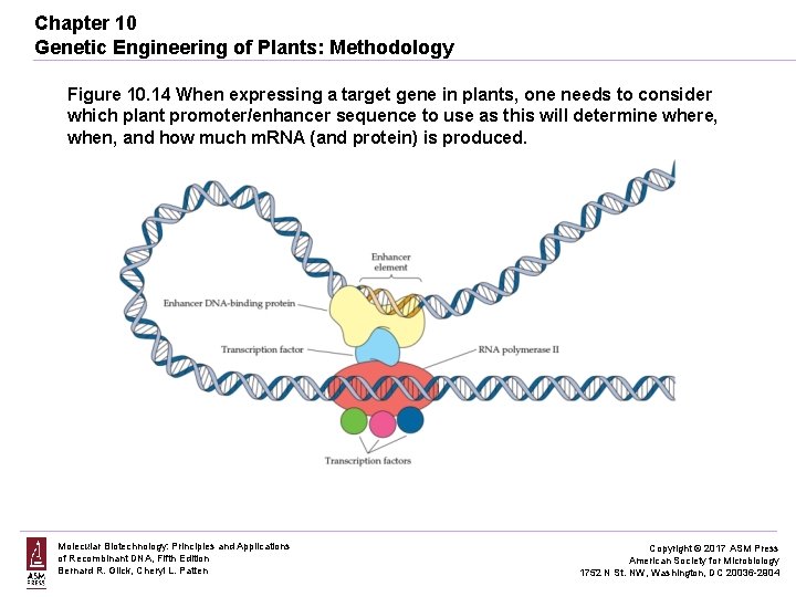 Chapter 10 Genetic Engineering of Plants: Methodology Figure 10. 14 When expressing a target