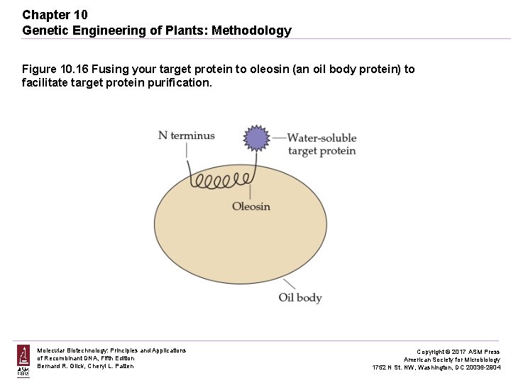 Chapter 10 Genetic Engineering of Plants: Methodology Figure 10. 16 Fusing your target protein