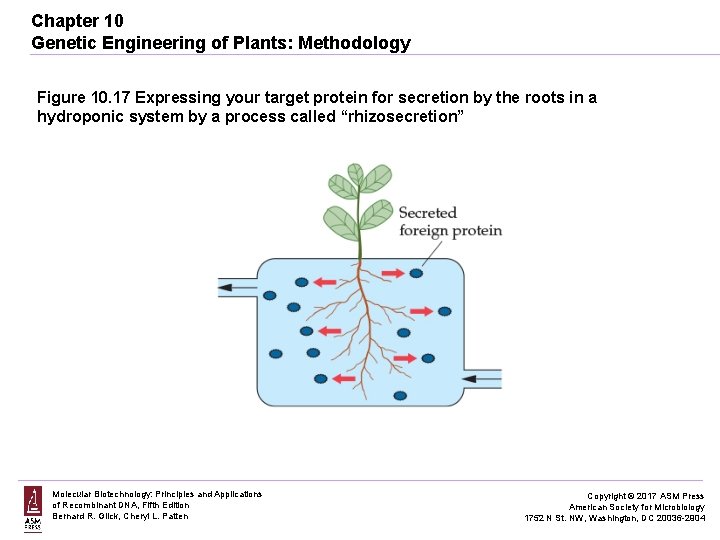 Chapter 10 Genetic Engineering of Plants: Methodology Figure 10. 17 Expressing your target protein