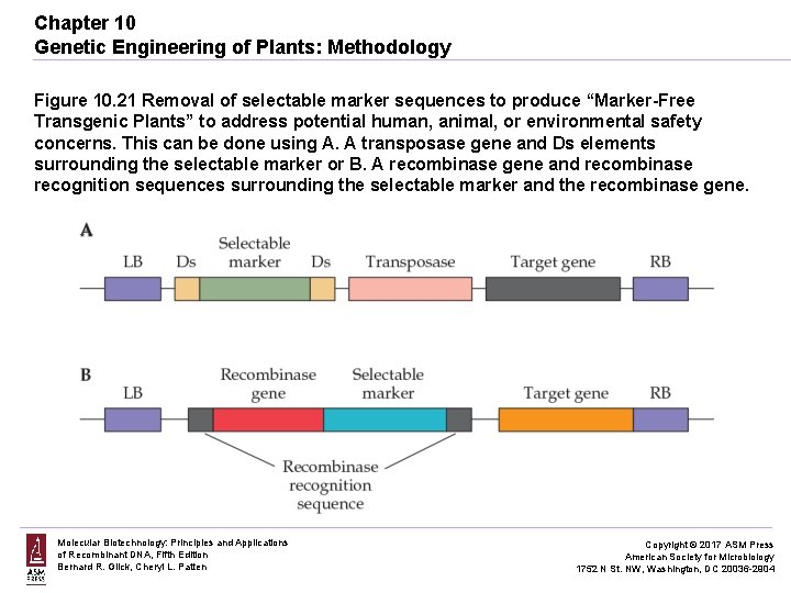 Chapter 10 Genetic Engineering of Plants: Methodology Figure 10. 21 Removal of selectable marker