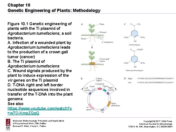 Chapter 10 Genetic Engineering of Plants: Methodology Figure 10. 1 Genetic engineering of plants