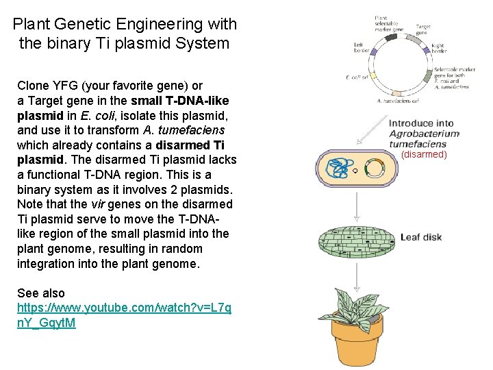 Plant Genetic Engineering with the binary Ti plasmid System Clone YFG (your favorite gene)