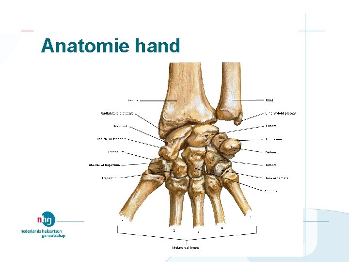 Anatomie hand 