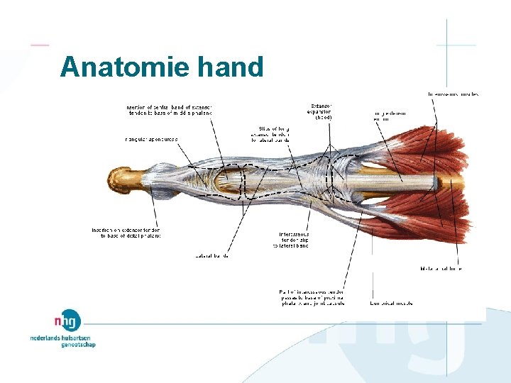 Anatomie hand 