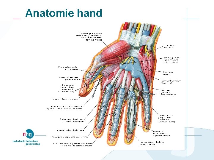 Anatomie hand 