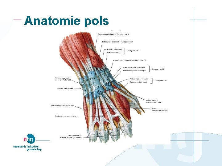 Anatomie pols 