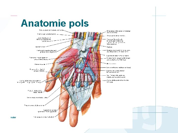 Anatomie pols 