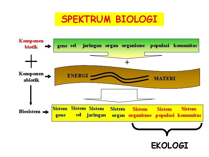 SPEKTRUM BIOLOGI Komponen biotik gene sel organisme populasi komunitas sel jaringan organisme gene +