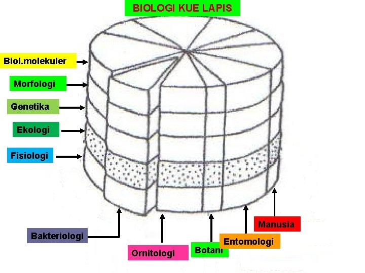 BIOLOGI KUE LAPIS Biol. molekuler Morfologi Genetika Ekologi Fisiologi Manusia Bakteriologi Ornitologi Botani Entomologi