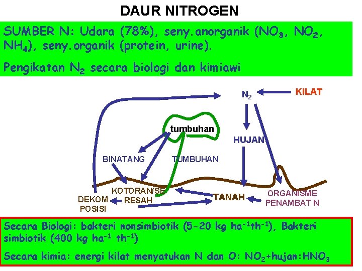 DAUR NITROGEN SUMBER N: Udara (78%), seny. anorganik (NO 3, NO 2, NH 4),