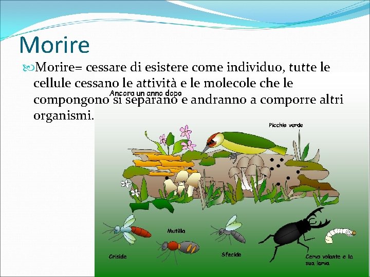 Morire Morire= cessare di esistere come individuo, tutte le cellule cessano le attività e