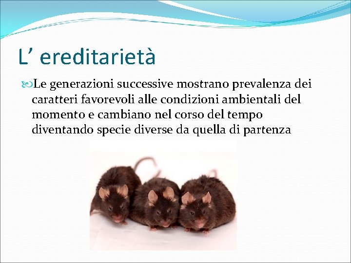 L’ ereditarietà Le generazioni successive mostrano prevalenza dei caratteri favorevoli alle condizioni ambientali del