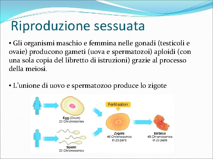 Riproduzione sessuata • Gli organismi maschio e femmina nelle gonadi (testicoli e ovaie) producono