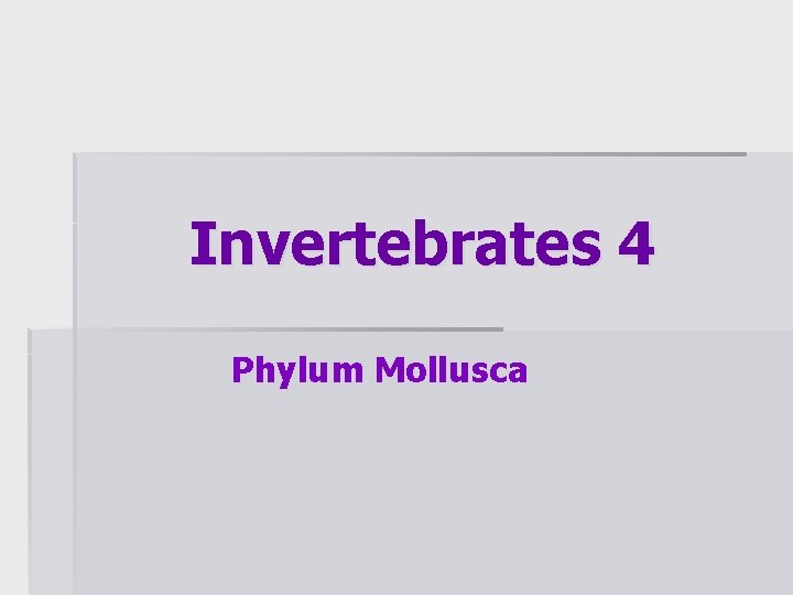 Invertebrates 4 Phylum Mollusca 