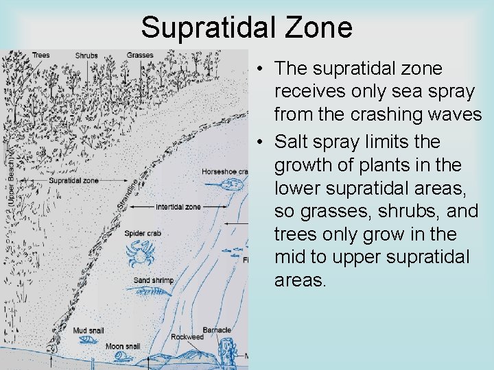 Supratidal Zone • The supratidal zone receives only sea spray from the crashing waves