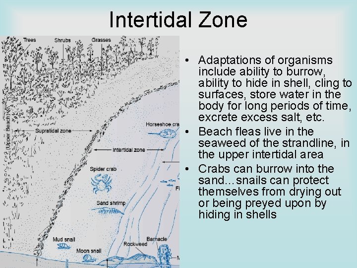 Intertidal Zone • Adaptations of organisms include ability to burrow, ability to hide in