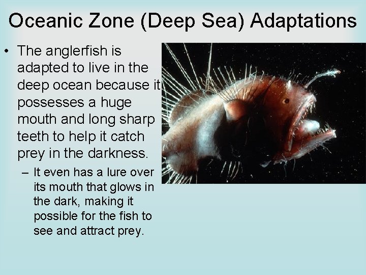 Oceanic Zone (Deep Sea) Adaptations • The anglerfish is adapted to live in the