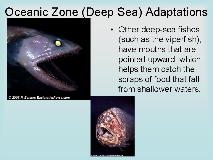 Oceanic Zone (Deep Sea) Adaptations • Other deep-sea fishes (such as the viperfish), have