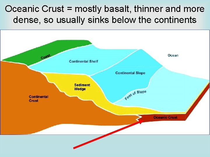 Oceanic Crust = mostly basalt, thinner and more dense, so usually sinks below the