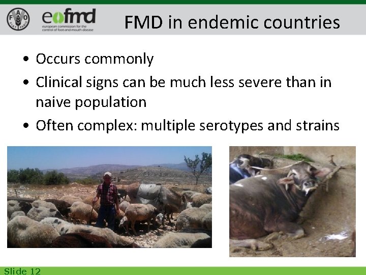 FMD in endemic countries • Occurs commonly • Clinical signs can be much less