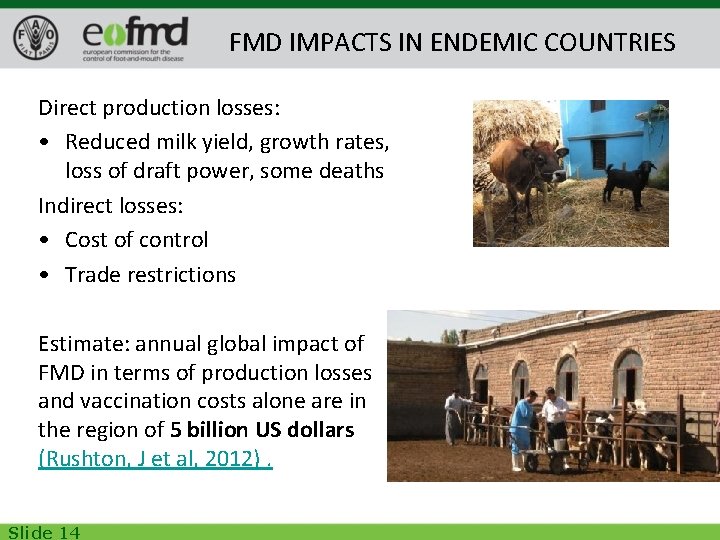 FMD IMPACTS IN ENDEMIC COUNTRIES Direct production losses: • Reduced milk yield, growth rates,