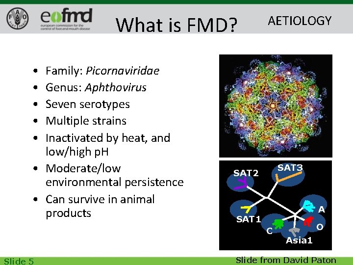 What is FMD? AETIOLOGY • • • Family: Picornaviridae Genus: Aphthovirus Seven serotypes Multiple