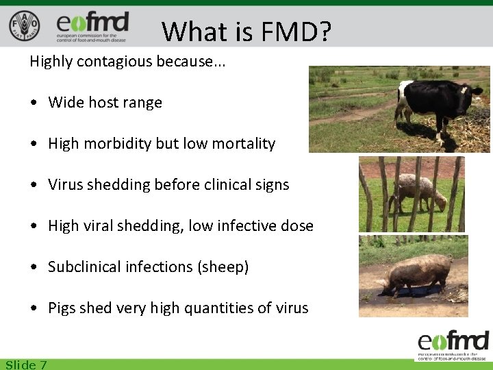 What is FMD? Highly contagious because. . . • Wide host range • High