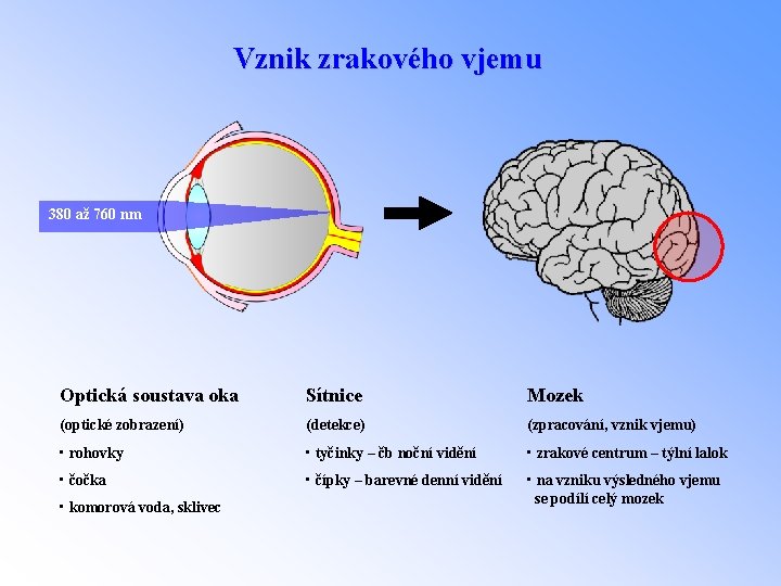 Vznik zrakového vjemu 380 až 760 nm Optická soustava oka Sítnice Mozek (optické zobrazení)