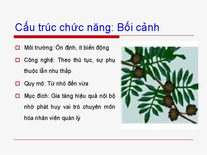 Cấu trúc chức năng: Bối cảnh o Môi trường: Ổn định, ít biến động