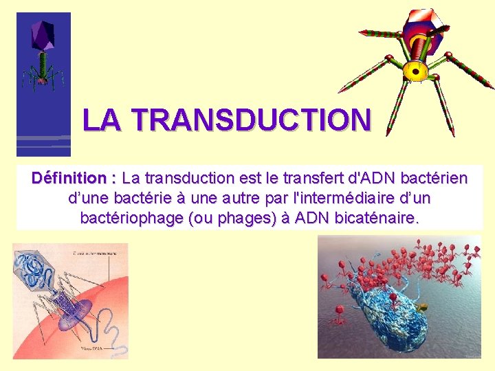 LA TRANSDUCTION Définition : La transduction est le transfert d'ADN bactérien d’une bactérie à LA TRANSDUCTION Définition : La transduction est le transfert d'ADN bactérien d’une bactérie à