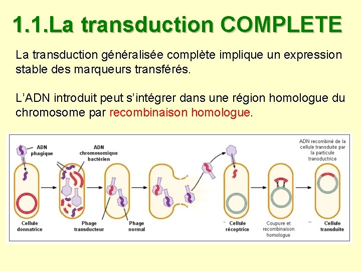 1. 1. La transduction COMPLETE La transduction généralisée complète implique un expression stable des 1. 1. La transduction COMPLETE La transduction généralisée complète implique un expression stable des