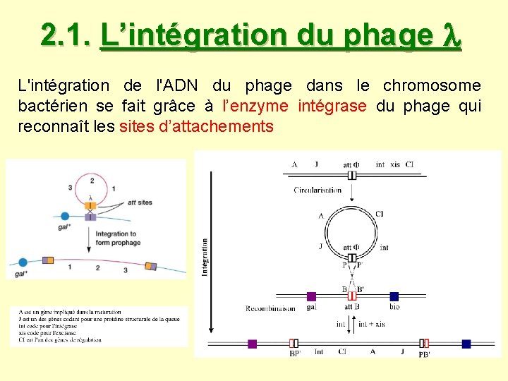 2. 1. L’intégration du phage L'intégration de l'ADN du phage dans le chromosome bactérien 2. 1. L’intégration du phage L'intégration de l'ADN du phage dans le chromosome bactérien