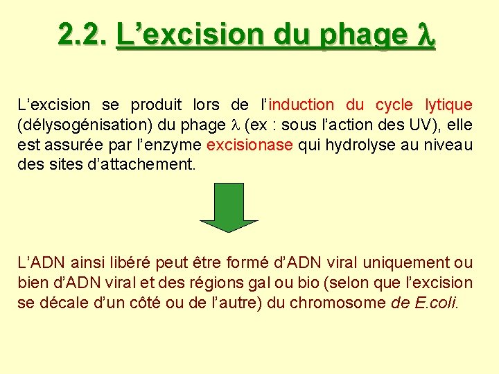 2. 2. L’excision du phage L’excision se produit lors de l’induction du cycle lytique 2. 2. L’excision du phage L’excision se produit lors de l’induction du cycle lytique