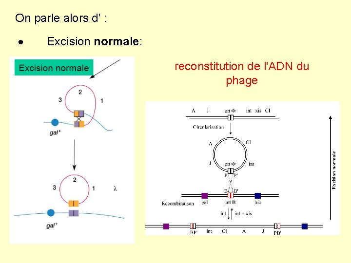 On parle alors d’ : · Excision normale: reconstitution de l'ADN du phage On parle alors d’ : · Excision normale: reconstitution de l'ADN du phage