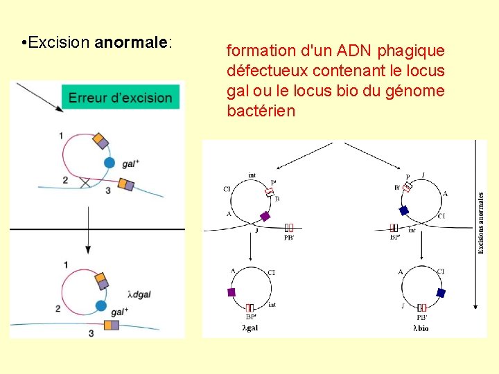 • Excision anormale: formation d'un ADN phagique défectueux contenant le locus gal ou • Excision anormale: formation d'un ADN phagique défectueux contenant le locus gal ou