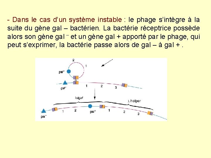 - Dans le cas d’un système instable : le phage s’intègre à la suite - Dans le cas d’un système instable : le phage s’intègre à la suite