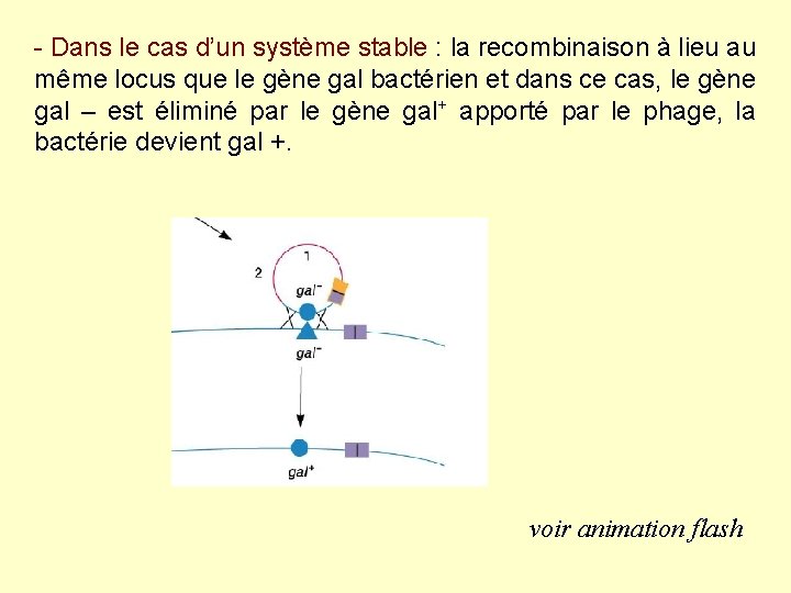- Dans le cas d’un système stable : la recombinaison à lieu au même - Dans le cas d’un système stable : la recombinaison à lieu au même
