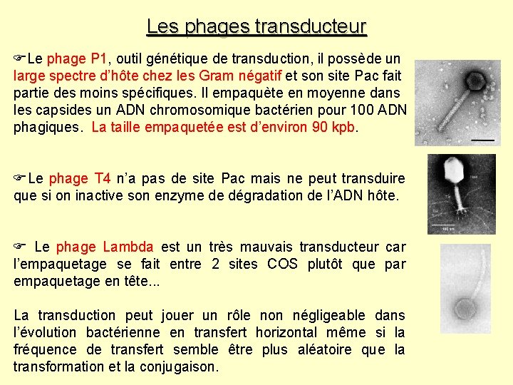 Les phages transducteur Le phage P 1, outil génétique de transduction, il possède un Les phages transducteur Le phage P 1, outil génétique de transduction, il possède un