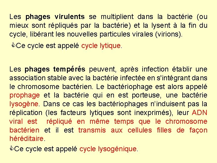 Les phages virulents se multiplient dans la bactérie (ou mieux sont répliqués par la Les phages virulents se multiplient dans la bactérie (ou mieux sont répliqués par la