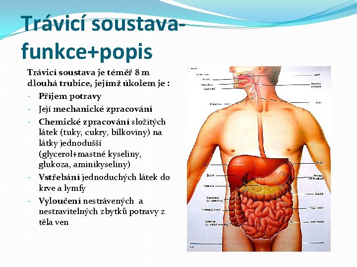 Trávicí soustavafunkce+popis Trávicí soustava je téměř 8 m dlouhá trubice, jejímž úkolem je : Trávicí soustavafunkce+popis Trávicí soustava je téměř 8 m dlouhá trubice, jejímž úkolem je :