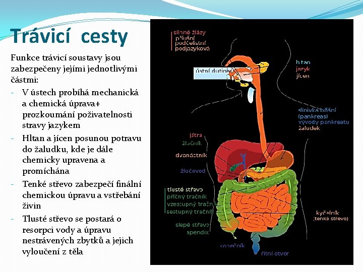 Trávicí cesty Funkce trávicí soustavy jsou zabezpečeny jejími jednotlivými částmi: - V ústech probíhá Trávicí cesty Funkce trávicí soustavy jsou zabezpečeny jejími jednotlivými částmi: - V ústech probíhá