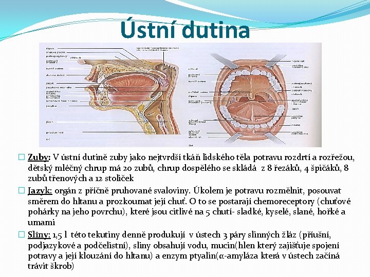 Ústní dutina � Zuby: V ústní dutině zuby jako nejtvrdší tkáň lidského těla potravu Ústní dutina � Zuby: V ústní dutině zuby jako nejtvrdší tkáň lidského těla potravu