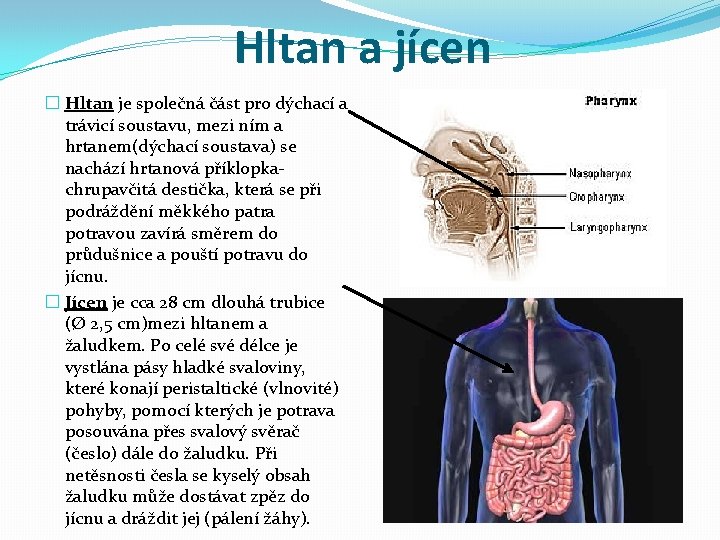Hltan a jícen � Hltan je společná část pro dýchací a trávicí soustavu, mezi Hltan a jícen � Hltan je společná část pro dýchací a trávicí soustavu, mezi