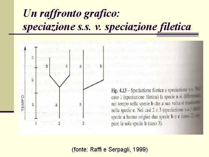 Un raffronto grafico: speciazione s. s. v. speciazione filetica (fonte: Raffi e Serpagli, 1999)