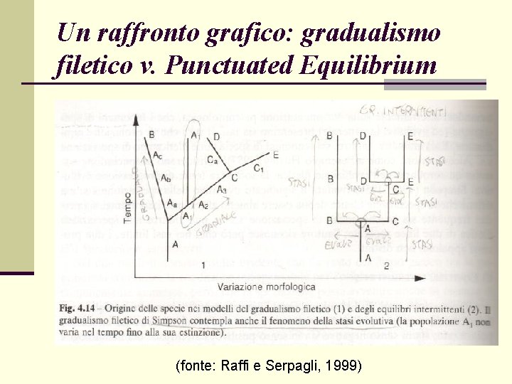 Un raffronto grafico: gradualismo filetico v. Punctuated Equilibrium (fonte: Raffi e Serpagli, 1999) 